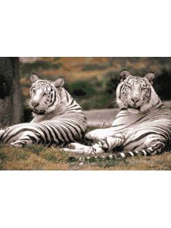 Pinn เสือขาว II