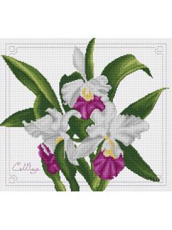 Pinn กล้วยไม้แคทลียา