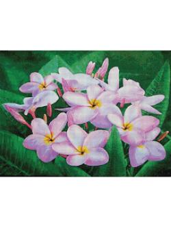 Pinn ลีลาวดีสีม่วง