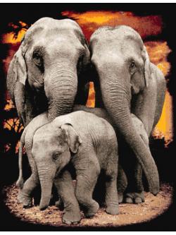 Pinn ช้างไทย