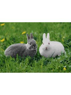 Pinn กระต่ายน้อย