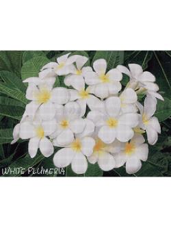 Pinn ลีลาวดี (ขาว)