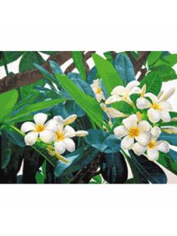 Pinn ลีลาวดี