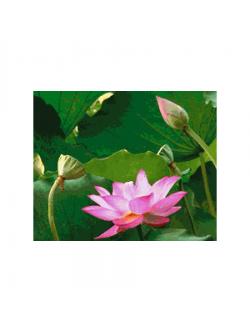 Pinn บัวงาม