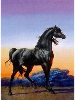 Heaven and Earth ผังลาย Black Stallion