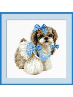 Riolis Shih Tzu