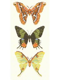 Nattee ชุดปัก 3 Butterflies