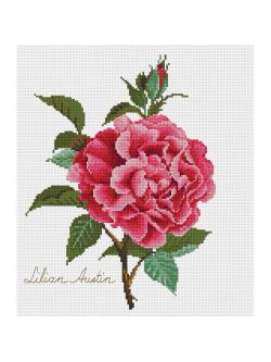 Pinn กุหลาบ – พันธุ์ ”ลิเลียน ออสติน”