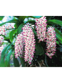 Pinn ช้างกระ