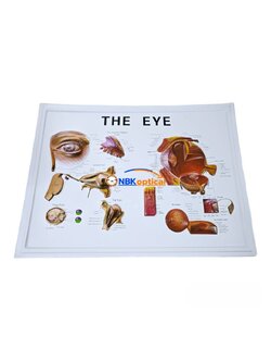 แผ่นภาพ โครงสร้างตา THE EYE
