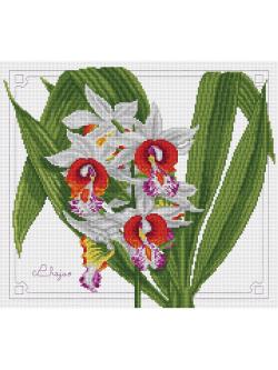 Pinn กล้วยไม้ฟายัส