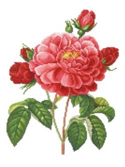 EMS ผังลาย Series old roses "La Duchesse"