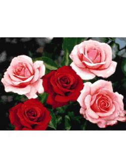 Pinn กุหลาบแดง-ชมพู (ใหญ่)