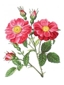 EMS ผังลาย Series old roses "La reine Elisabeth"