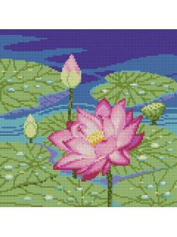 Pinn บัวชมพู