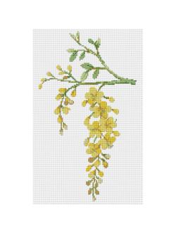 Pinn ดอกราชพฤกษ์