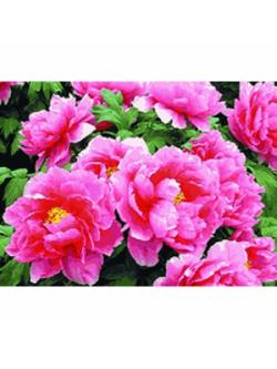 Pinn ดอกโบตั๋น