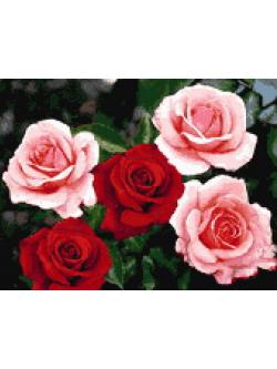 Pinn กุหลาบแดง-ชมพู (เล็ก)