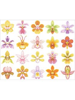 Nattee ชุดปัก Orchid Gallery