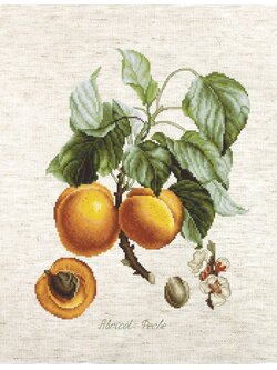 Luca-S ชุดปัก Abricot-Peche