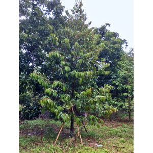 ต้นทุเรียน