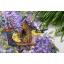 Merejka ชุดปัก Wisteria