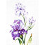 Luca-S ชุดปัก Irises