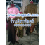 ชุดไทย-หญิง/ชาย (*ไม่รวมเครื่องประดับ) - [มือสอง-ขายตามสภาพ/ติดต่อร้าน]