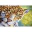 Letistitch ชุดปัก Peaceful Jaguar