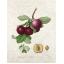 Luca-S ชุดปัก The Nectarine Plum