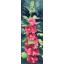 Heritage Crafts ชุดปัก Hollyhocks Panel