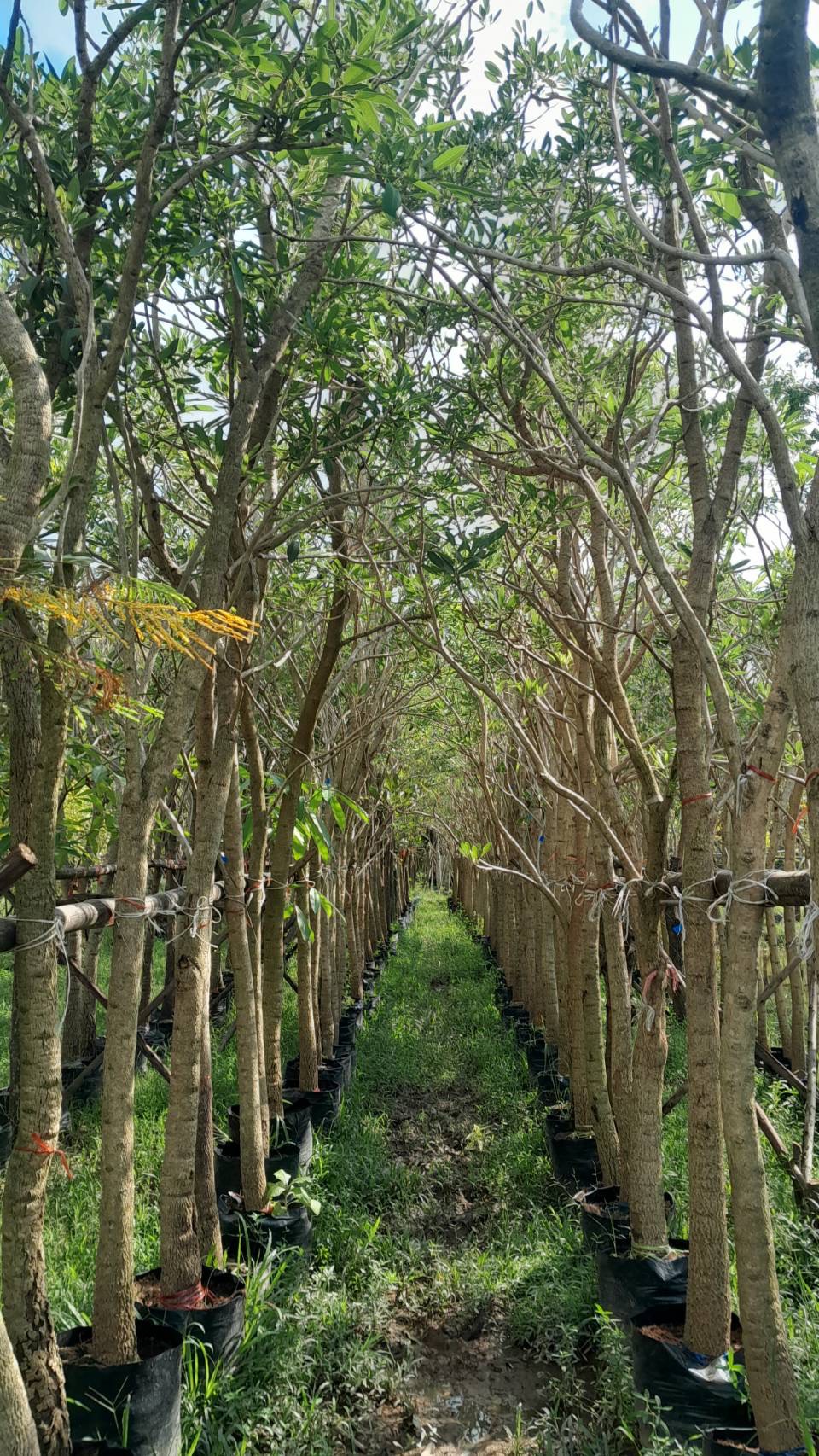 ต้นเหลืองปรีดียาธร