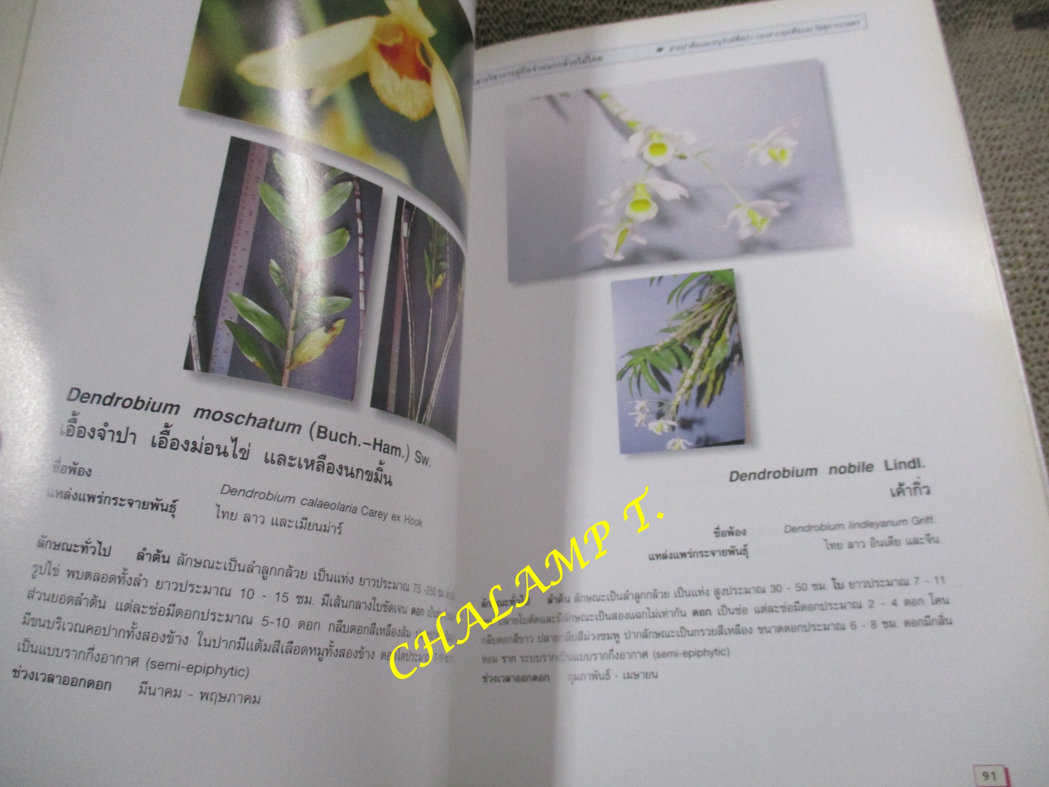 คู่มือจำแนกกล้วยไม้ไทย โดย ฝ่ายนำพืชและอนุรักษ์พืชป่า กองควบคุมพืชและวัสดุการเกษตร กระทรวงเกษตรและสหกรณ์