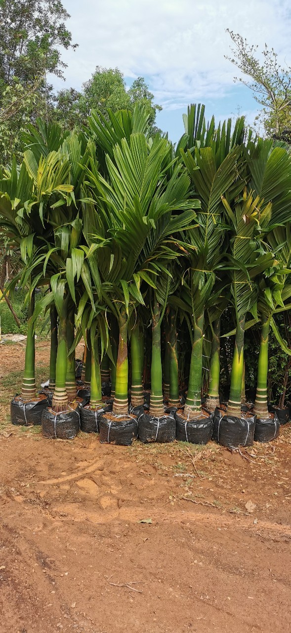 หมากเตี้ย