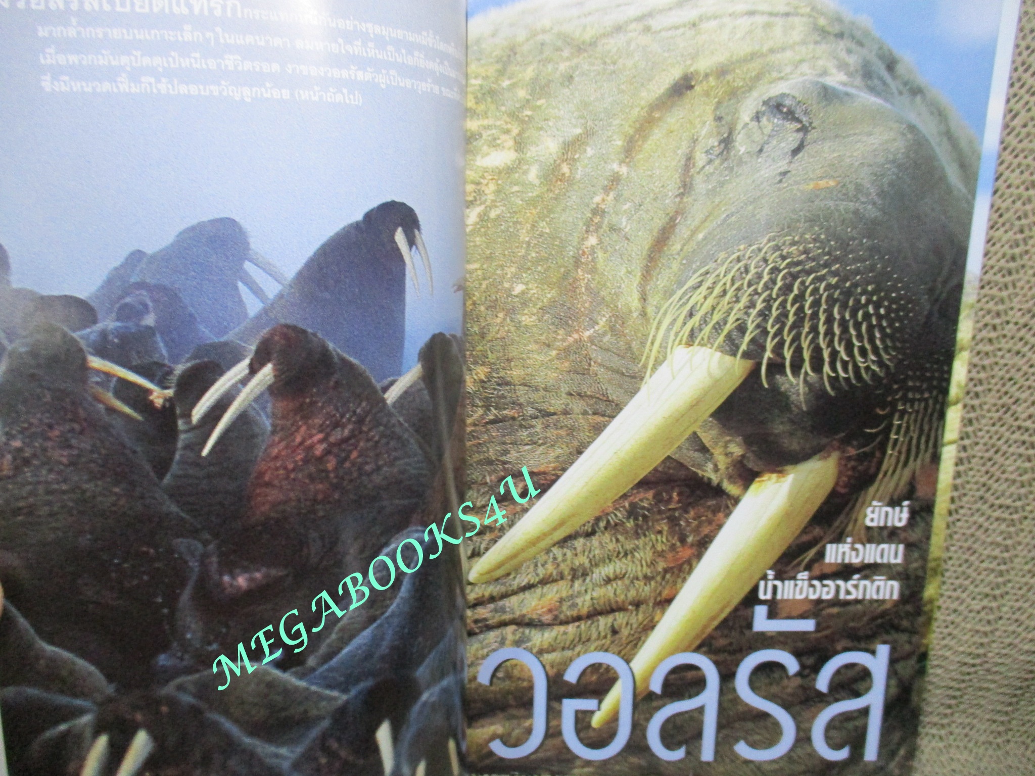 นิตยสาร เนชั่นแนลจีโอกราฟิก National Geographic ฉบับ02 กันยายน ปี2544 วอลรัส, สุสานอียิปต์