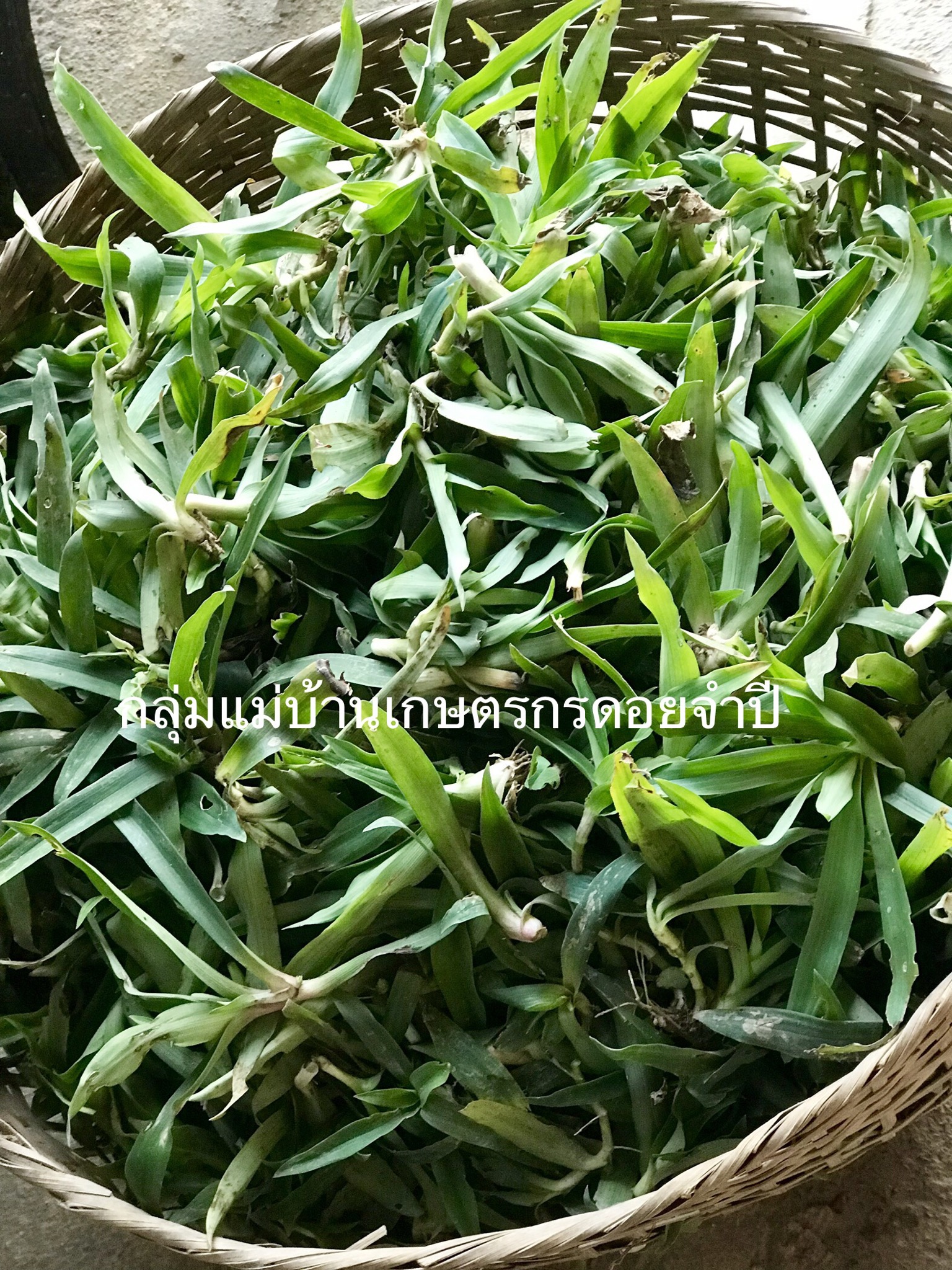 หญ้าปักกิ่ง แบบซองชง (12 ซอง)