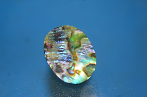 เปลือกหอยอบาโลน ( Abalone )