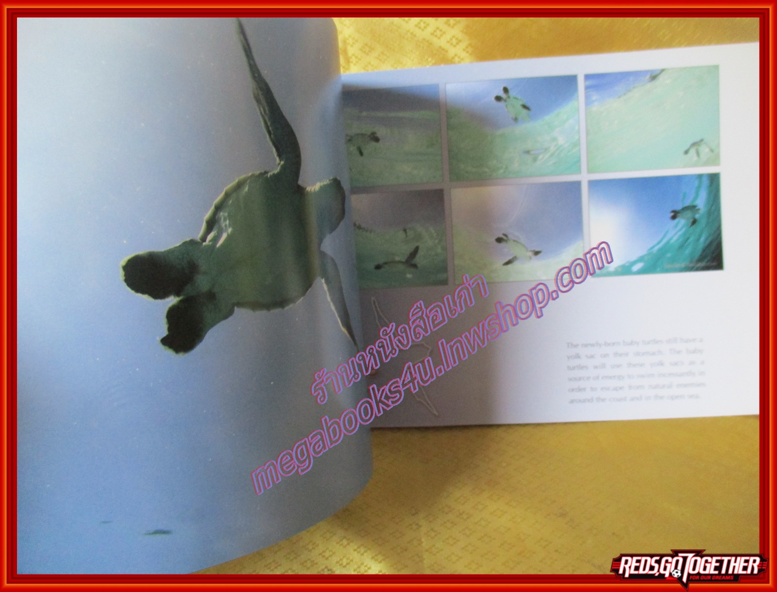 หนังสือ ชีววิทยาและการอนุรักษ์ เต่าทะเล SEA TURTLE (ฉบับภาษาอังกฤษ)