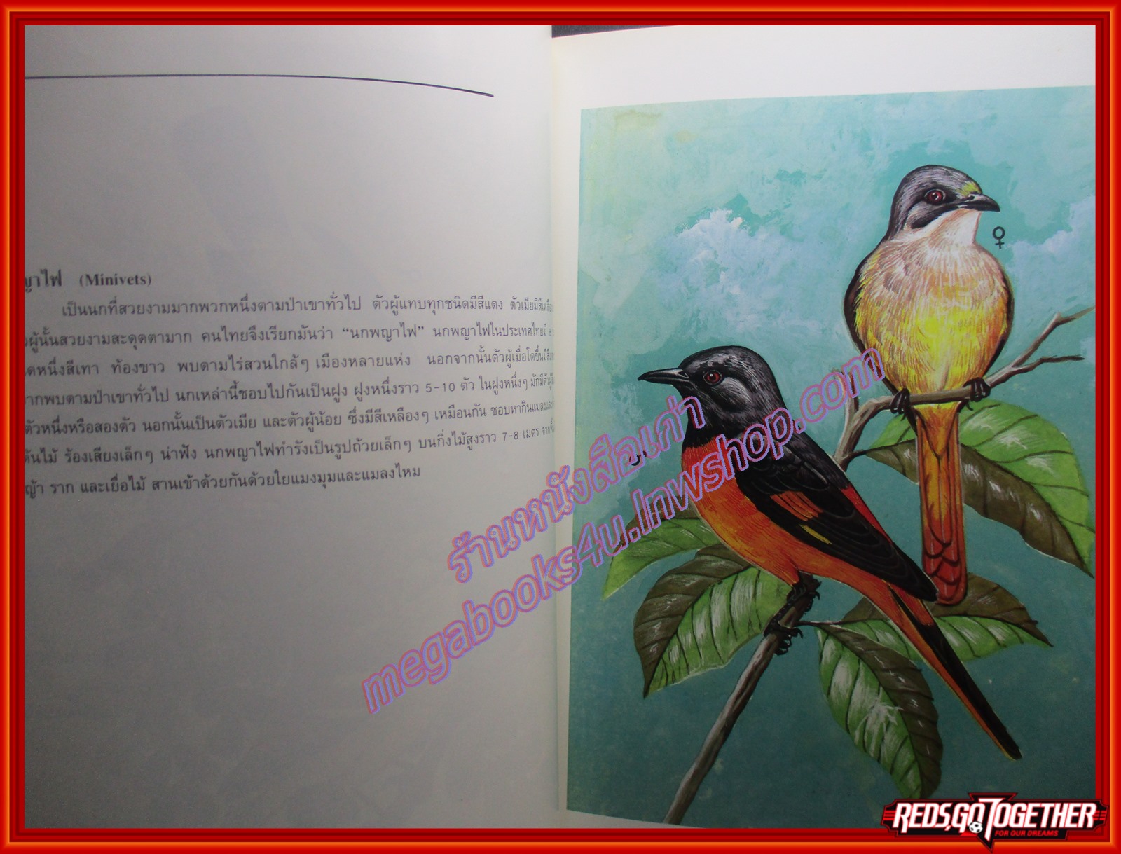 หนังสือ นกสามถิ่น นกสวน นกท้องนา นกป่าดง โดย บุญส่ง เลขะกุล (มือสอง) (สภาพ85-95%) มุมหนังสือด้านบนมีรอยขาดหน่อย