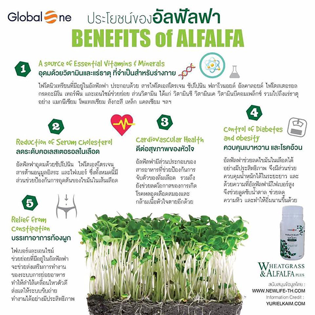 ผักเม็ด โฉมใหม่ Globalone Wheatgrass & Alfalfa Extract Plus 