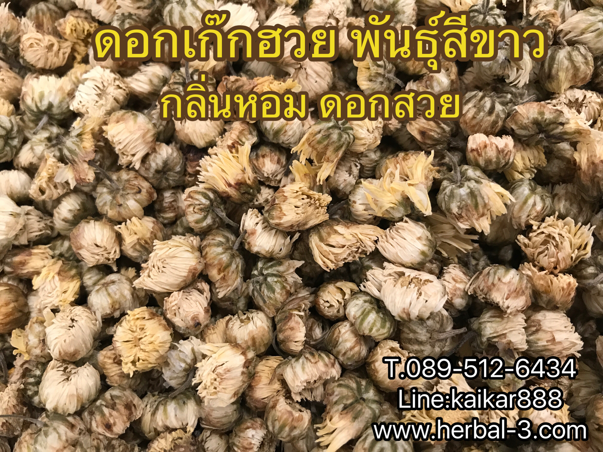 ชาดอกเก๊กฮวย พันธุ์สีขาว (ชนิดดอก)