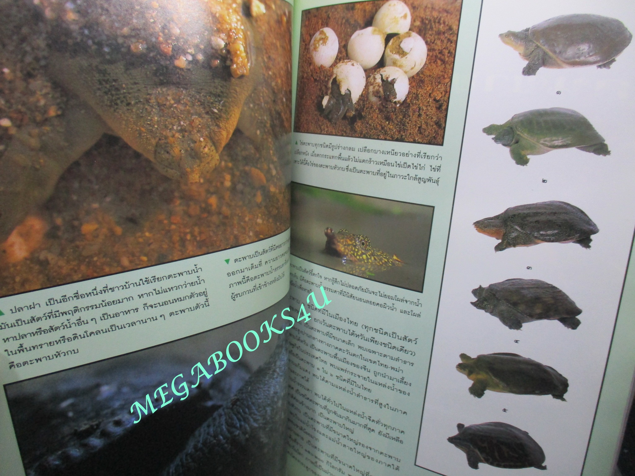 นิตยสารสารคดี ฉบับที่123 พฤษภาคม 2538 เมาเทนไบค์,ตะพาบน้ำ,ม้งอพยพ,จังหวัดฉะเชิงเทรา