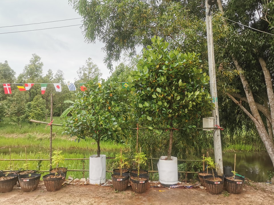 ขนุนแดงสุริยา พันธุ์แท้ๆ 100%