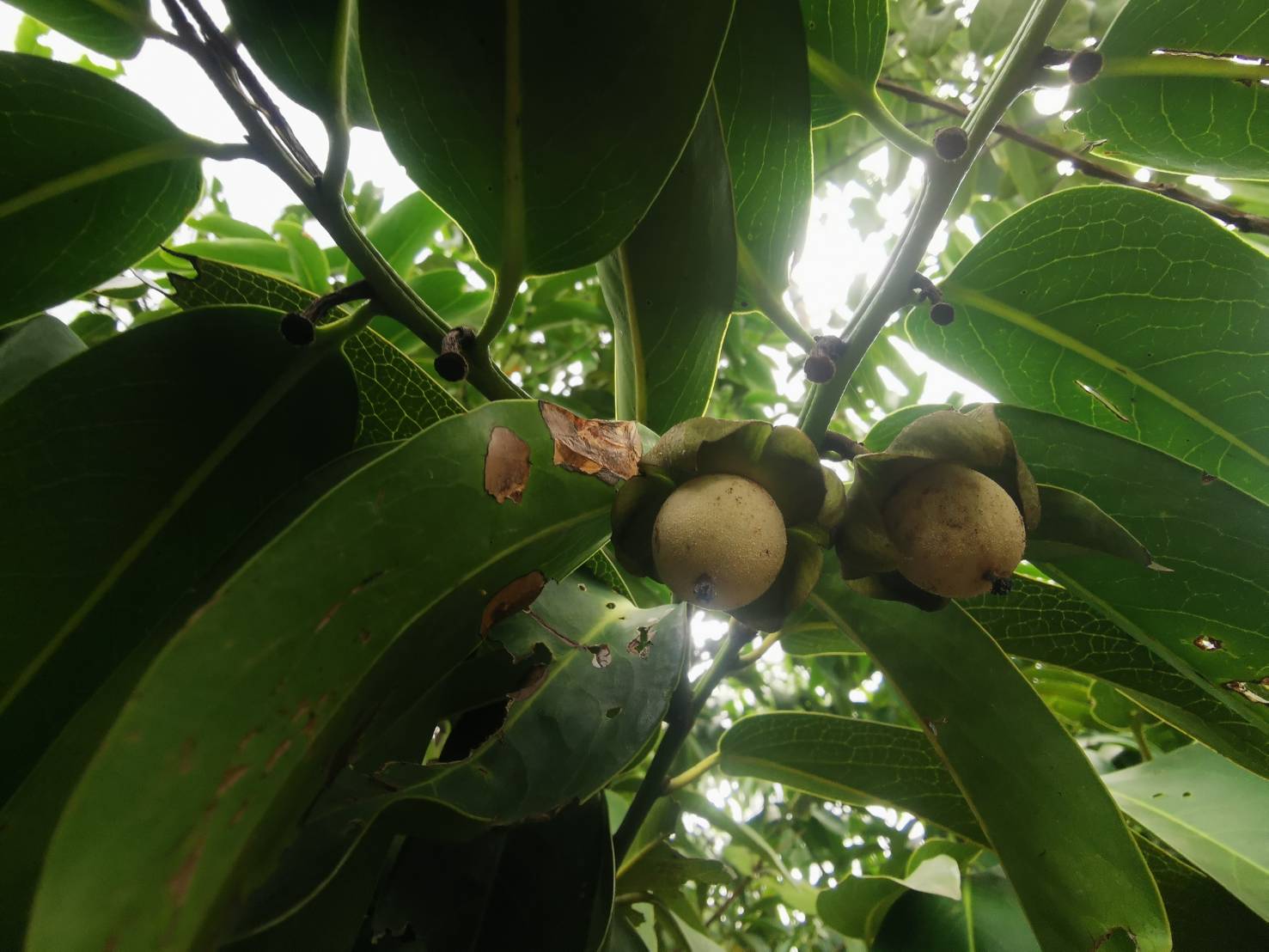 ต้นพลับไทย