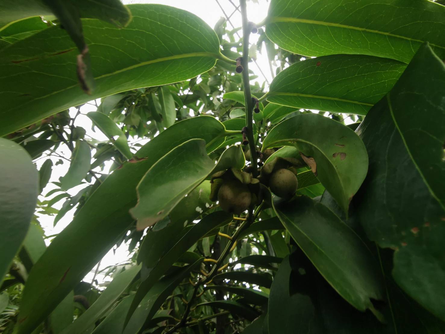 ต้นพลับไทย