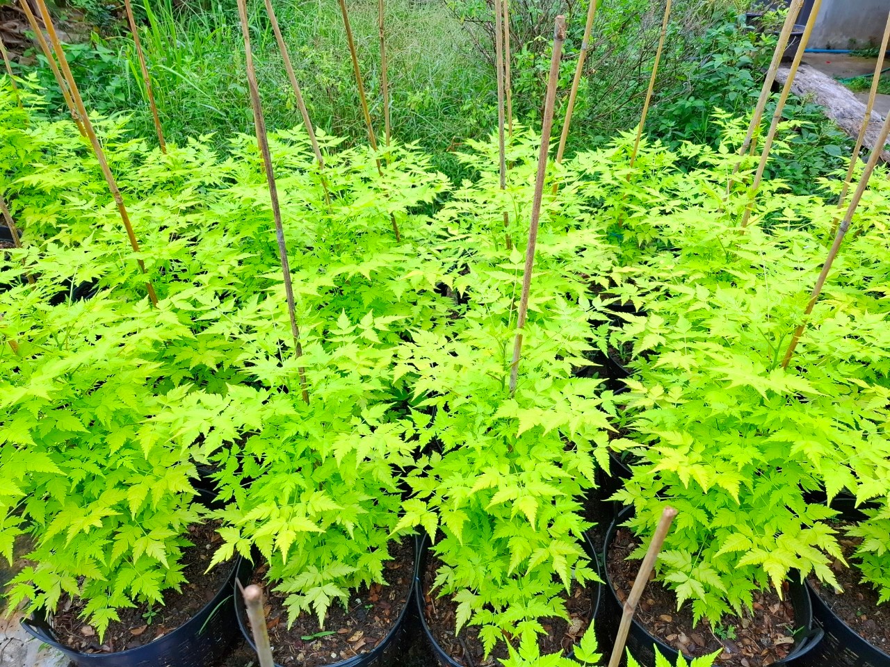 ่ต้นเกษมณีสีทอง 80-90 cm. คัดเกรด A