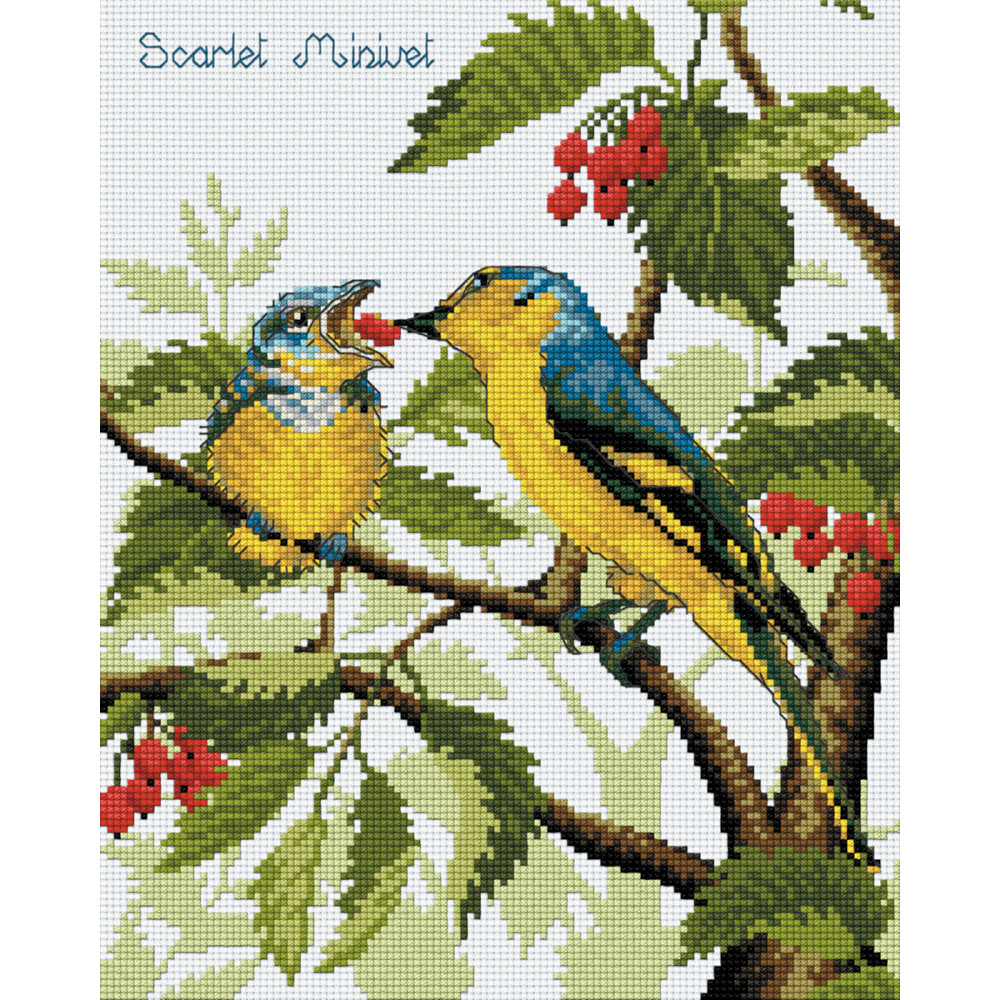 Pinn นกพญาไฟใหญ่ – Scarlet Minivet
