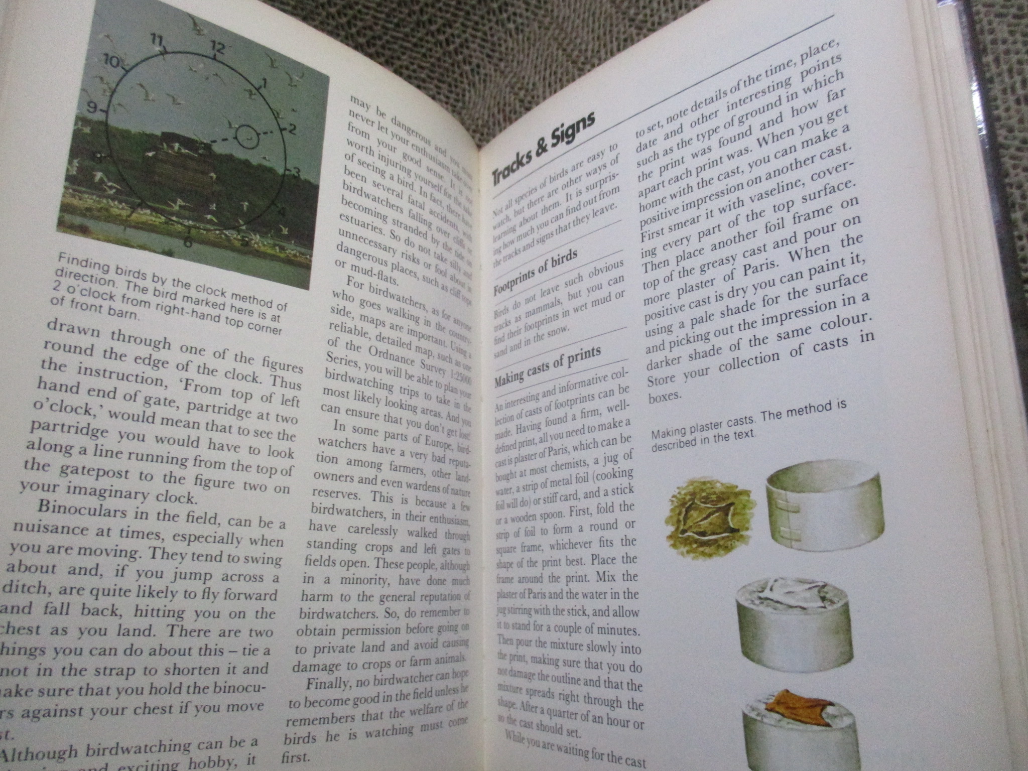 The Young Birdwatcher by Nicholas Hammond (Hardcover) / HAMLYN