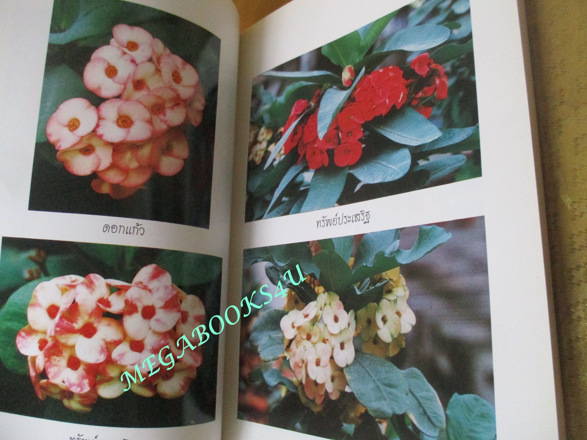 โป๊ยเซียน ไม้ยอดนิยม / วิชัย คูสกุล (มือสอง) (สภาพ85-95%)