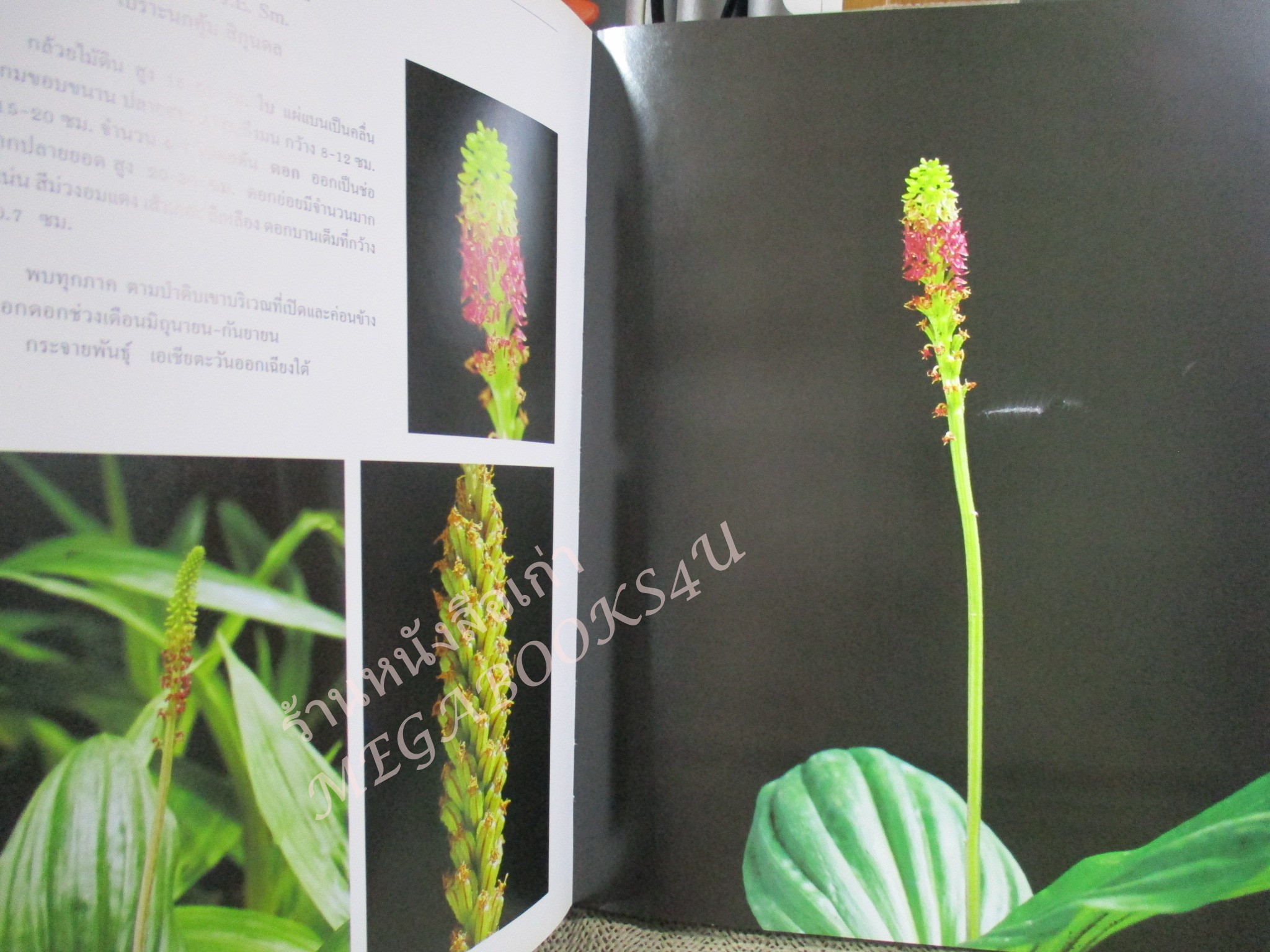 กล้วยไม้ไทย เล่ม 6 สวนพฤกษศาสตร์สมเด็จพระนางเจ้าสิริกิติ์ (ปกแข็ง กระดาษมัน) สภาพดี สวย